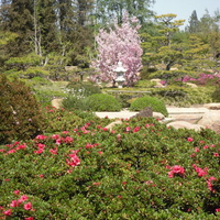 Sakura Tree and Sorrounding Foliage