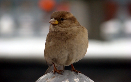 HOUSE SPPAROW - bird, cute, englisg bird, spparow, house