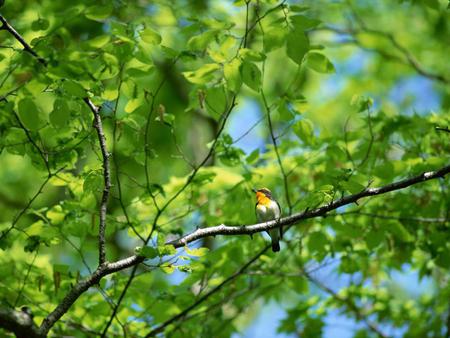 On the tree - bird, nature, tree, green