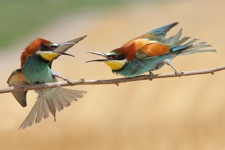 Colors Fighting - colorful, sweet, cute, beautiful