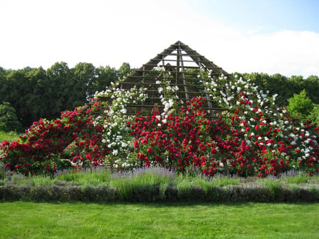 rose pyramid - roses, construction, pyramid, garden