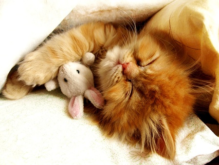 Cute cat hugging sleeping toy - sleep, cat, toy, animal, feline, sweet, kitten