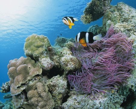 Underwater - reef, beautiful, anemonafishes, sea anemone, ocean, blue, lilac, underwater