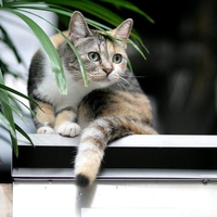 beautiful cat