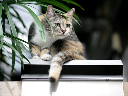 beautiful cat - greeneyes, beautiful, window, sitting, plant, brown grey tiger, cat