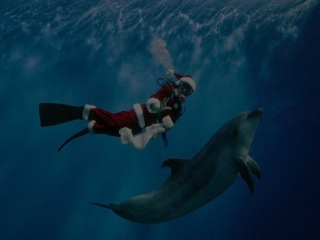 Xmas - dolphin, xmas, fantasy, water