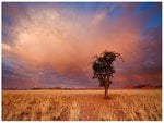 Autumn in the desert