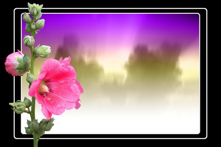 Flower widescreen - nature, purple, wide, pink, flower