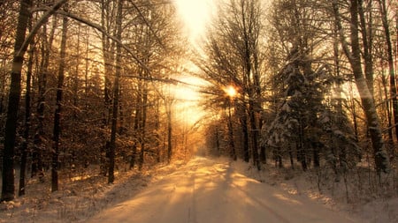 Winter Sunshine - trees, sun rays, winter, snow, sunrise, ice, sunset, sun light, cold