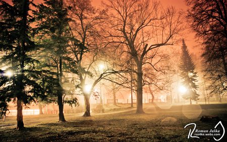 Beautiful park - tree, forest, nature, sunset