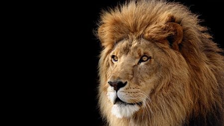 Lion - animal, wildlife, lion, zoo