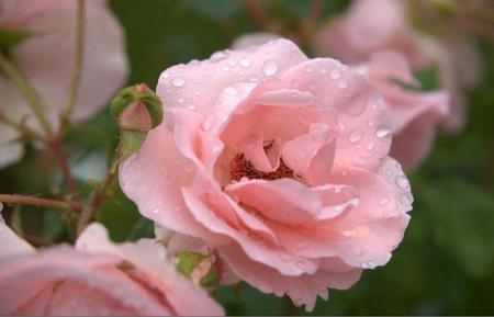 Morning smile;) - delicate, rose, wondeful, pink, soft, smile, love, forever