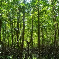 Mangrove Swamp