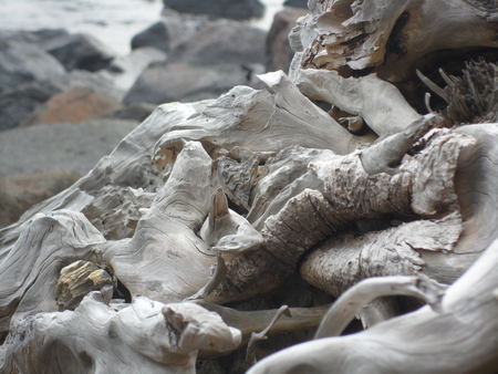 Flotsam - grey, nature, flotsam, beach, rock, sea, thailand, tree