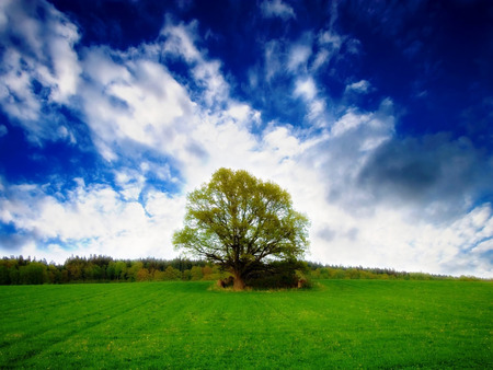 Lone tree - field, sky, tree, landscape