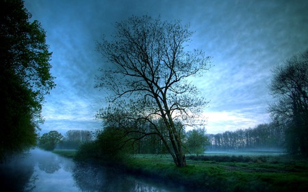 Lone tree at night - sky, landscape, evening, field, tree