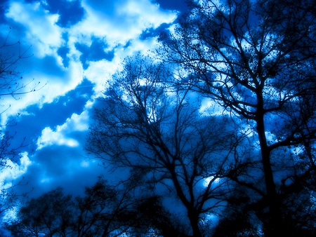 Blue sky - cloud, sky, forest, landscape, tree