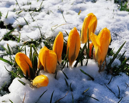 Yellow flowers in snow - snow, winter, flower, nature