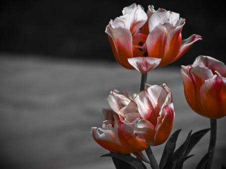 Flowers - red, flower, nature, petal