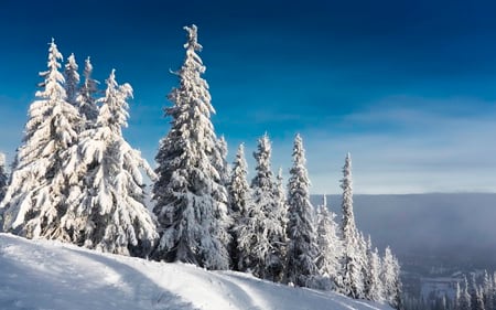 White and Blue - valley, mountain, winter, clear, nature, view, forest, snow, blue, beautiful, skies