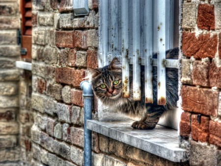 curious cat - house, window, cat, curious