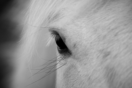 eye - eye, animals, beautiful, white horse