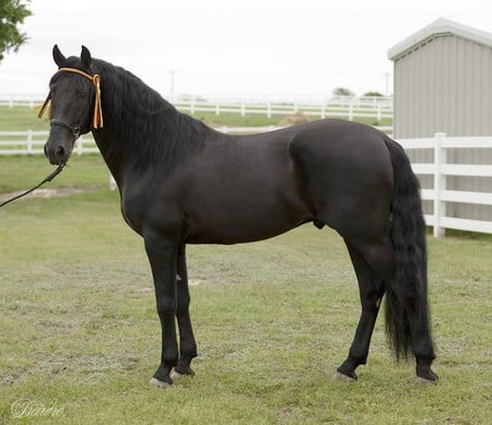 Andalusian - horses, andalusian, black, spanish