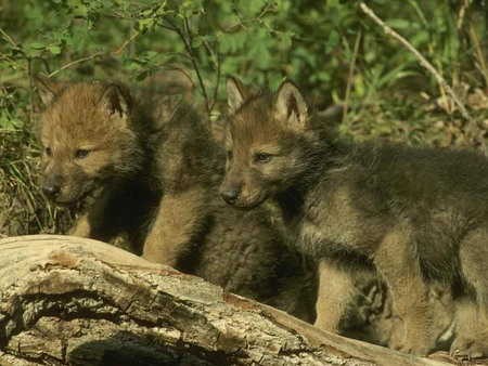 wolf pups - wolf, cute, kewl, pup, forest