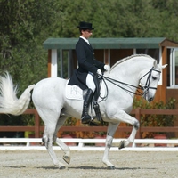  Andalusian Stallion