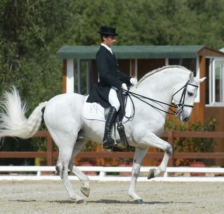  Andalusian Stallion - spanish, grey, white, horses, andalusian