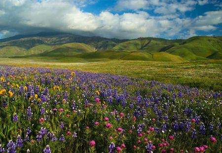 wild flowers - wild flowers, field, blue sky, yellow, clouds, red, beautiful, green hills, lilac