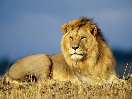 African lion - wildlife, lion, wild, animal, africa