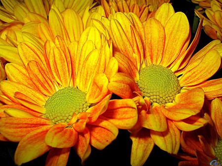 Yellow daisy - petal, yellow, gerbera, daisy, flower