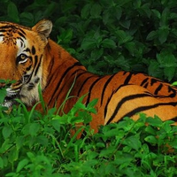 Alert Tiger