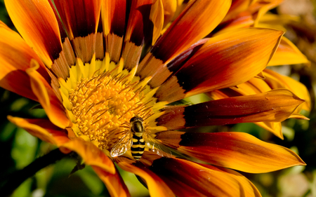 sweet bee - flower, animal, natural, beauty, bug, bee, nature