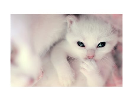 little white kitty - pretty, cat, adorable, animal, cute, kitten