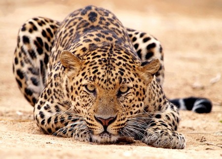 Leopard - beautiful, leopard, cool, picture