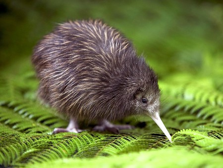 Young-Kiwi - picture, young, cute, kiwi