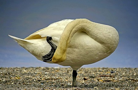 White Swan - white, picture, cool, swan