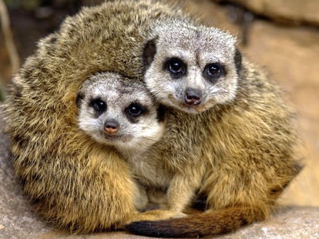 Meerkats - cute, picture, cool, meerkats