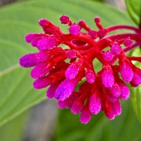 Brazilian-Flower