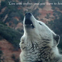 Howling Wolf