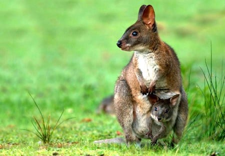 Pademelon - beautiful, cute, pademelon, picture