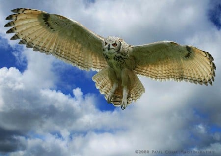 Bengal,Eagle-Owl - eagle-owl, bengal, picture, flying, cool