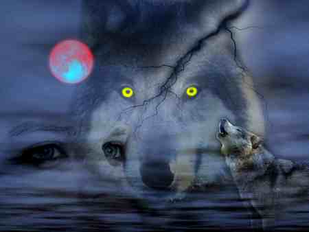 Night of wolves - wolves, moon, animals, dogs, night