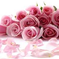 Pink roses