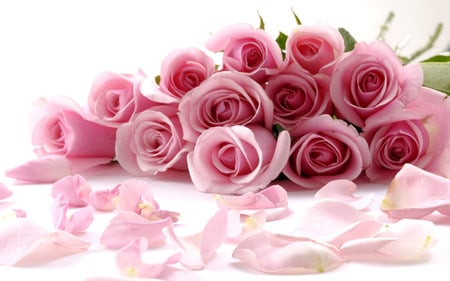 Pink roses - nature, roses, pink, soft, petals, flowers, bouquet