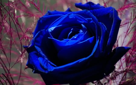 BLUE BLOSSOM - close up, blue, petals, blossom, single, rose