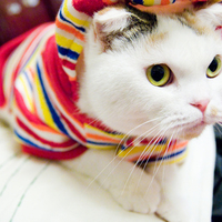 cozy cat