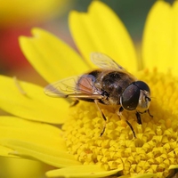 Drone Fly on Corn Marigold